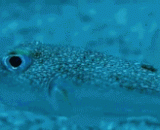 雄性河鲀鱼的奇妙求偶方式 - The marvelous courtship mode of male puffer fish