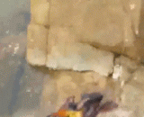 章鱼哥居然吃了蟹老板 - The octopus had eaten the owner of the crab