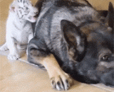 你这傻狗，吓本王一脸懵逼... - You silly dog, frighten the king's face.