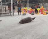 原来海豹在地上移动是这样子的~ - It turns out that the seal is moving on the ground.