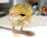 日本很火的宠物鼠：侏儒跳鼠，萌翻了[6P] - Japan's very popular pet mouse: dwarf sprout, sprouting [6P]