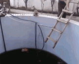 主银不给这货上来....好腹黑的喵 - The main silver does not come up to the goods... Good dark meow