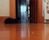 喵星人已经被激光笔逗成神经病了 - The meow star has been teased by a laser pen into a neuropathy