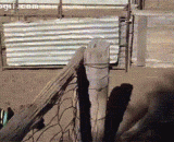 练过轻功的汪星人....轻功羊上飞！ - Wang Xing people who have practiced light work... Light work sheep fly!