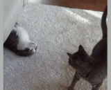 终于出来了，我可想死你了 - Finally, I'd like to die you