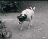 彪悍的喵星人和弱到爆的汪星人 - The fierce meow star and the weak to the exploded Wang Xingren