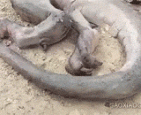 世界上真的有龙！ - There is a real dragon in the world!