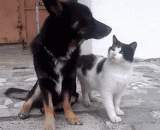 Meow: silly big, you haven't held me for a minute! Fast kissing one,喵：傻大个，你已经一分钟没有抱我了！快亲一个