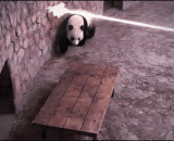 God dodges Kung Fu Panda,神躲闪功夫熊猫