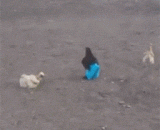 A chicken walking in the forefront of fashion, laughing in the urine,一只走在时尚前沿的鸡，笑尿了