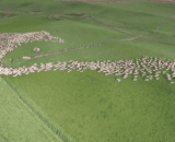 Aerial sheep, intensive phobias to watch [5P],航拍牧羊，密集恐惧症患者慎看[5P]