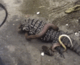 鳄鱼大战眼镜蛇！哥有盔甲护体还怕你小小眼镜蛇 - Crocodile war Cobra! My brother has armor and is afraid of your little Cobra