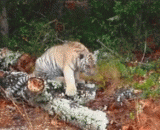 A very hard deterrent, but there is no egg.,非常努力的一次威慑，然而并没有什么卵用