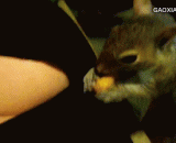 快把食物藏好.....小婊砸真会藏 - Quick to hide the food... Little bitch really hid