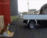 The dog's rear view mirror! Down, OK, down, down again, OK!,狗狗后视镜！倒，好，倒，再倒，OK！