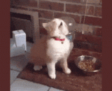 见过猫打喷嚏，没见过打得这么连贯带感的 - I've seen cats sneezing. I've never seen such a coherent feeling.