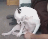 Only hands can soothe the lonely heart of a single dog,只有手才能安抚单身狗寂寞的心