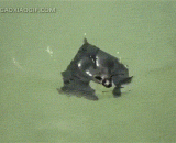 It turns out that bats can swim so much...,原来蝙蝠还这么会游泳……