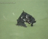 原来蝙蝠还这么会游泳…… - It turns out that bats can swim so much...