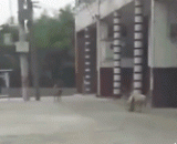 The scene was shocked by the live broadcast of Lao Wang.,老王被抓奸现场直播，场面震撼人心