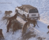 老虎看到他下车腿都软了，那可是一个俄罗斯人 - When tiger saw him get off, his legs were soft. It was a Russian.