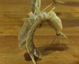 你们对皮皮虾一无所知[5P] - You know nothing about skin shrimp, [5P]