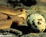 The whole process of eating eggs by snakes,蛇吃蛋的全过程