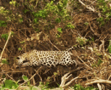 低等级玩家看高等级大神PK - Low level players look at the high grade PK