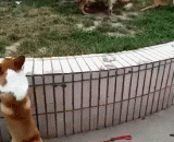 柯基：三界比武，我连擂台都上不去！！好气啊 - Cokie: three circles, I can't even get to the arena!! Good air