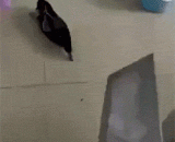 Hear of death, can escape a robbery,听说装死，能逃过一劫