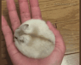 Is the glutinous rice TBA just made out of the oven, do you want to eat it?,刚出炉的糯米滋粑，有想吃的吗?