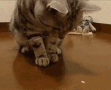 这是神马东东肿么抓不到 - This is an east east swollen horse