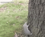 Drunk squirrels, really drunk, trees can not climb up.,喝醉的松鼠，真的是醉了，树都爬不上了