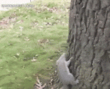 喝醉的松鼠，真的是醉了，树都爬不上了 - Drunk squirrels, really drunk, trees can not climb up.