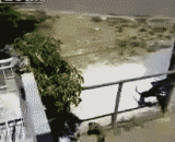 包狗翻墙偷情，演绎什么叫快枪手 - The dog is going over the wall and stealing what is called a quick Gunner