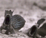 弹涂鱼是这样干架的 - The fish is such a dry shelf.