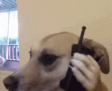 打电话的汪星人.....二逼主银你够了啊 - The telephoned Wang star... Two force silver you have enough