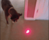 一个激光笔就能把汪星人弄疯 - A laser pen can drive the stars crazy