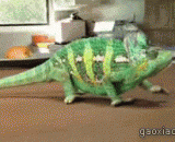 变色龙的神奇变色瞬间，好酷炫！ - The chameleon moment of the chameleon is very dazzling!