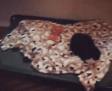 喵汪做好朋友果然是最温馨的 - As a friend, meow is the warmest