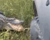 Crocodile VS car, and bite your tires again,鳄鱼VS汽车，再来就咬爆你轮胎