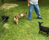 A bouncing sheep... Walk you!,一只活泼爱蹦的羊....走你！