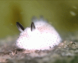 可爱的海蛞蝓gif动态图片[3P] - Lovely sea slug dynamic gif [3P]