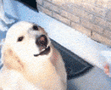 论装疯卖傻，二哈才是最专业的 - The two Kazakhstan is the most professional