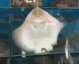 吃我！吃我！快吃我！ - Eat me! Eat me! Eat me fast!