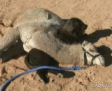 Camel king, did you sleep so presumptuous, did you consider Wang Xing's feelings?,骆驼君你睡得那么放肆，有没有考虑汪星人的感受