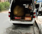 卧槽，榴莲王？？ - Grooves, King Durian??