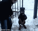 训练汪星人走楼梯 - Train the Wang star to walk the stairs