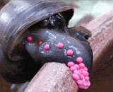 Have you seen the snail's spawning? ~ ~ Black snails often produce pink eggs.,蜗牛产卵的样子见过吗~~黑蜗牛经常产粉卵