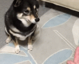 不带这么欺负汪的 - Without such a bully